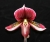 Paph. Hsinying Lajo